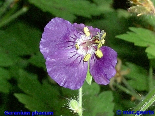 Geranium phaeum